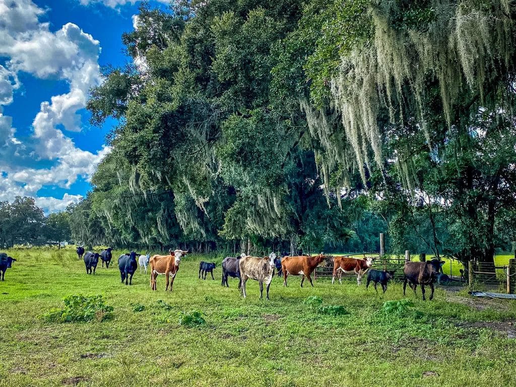large field with cows, large trees, blue skies, Orlando, FL