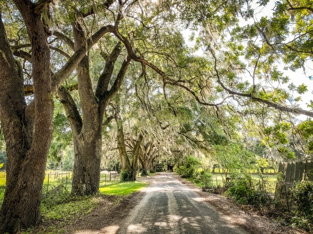 dirt road with beautiful sweeping trees, Grass Campers Event Venue, Orlando, FL