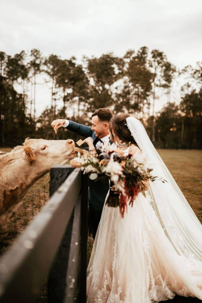 Bride and Groom feeling the cows at the Enchanting Barn, Orlando, FL