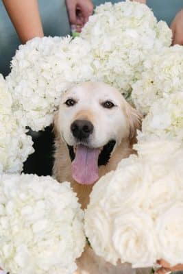 happy dog with his head peaking out from the bridesmaids floral bouquets around his head, the Alfond Inn, Orlando, FL