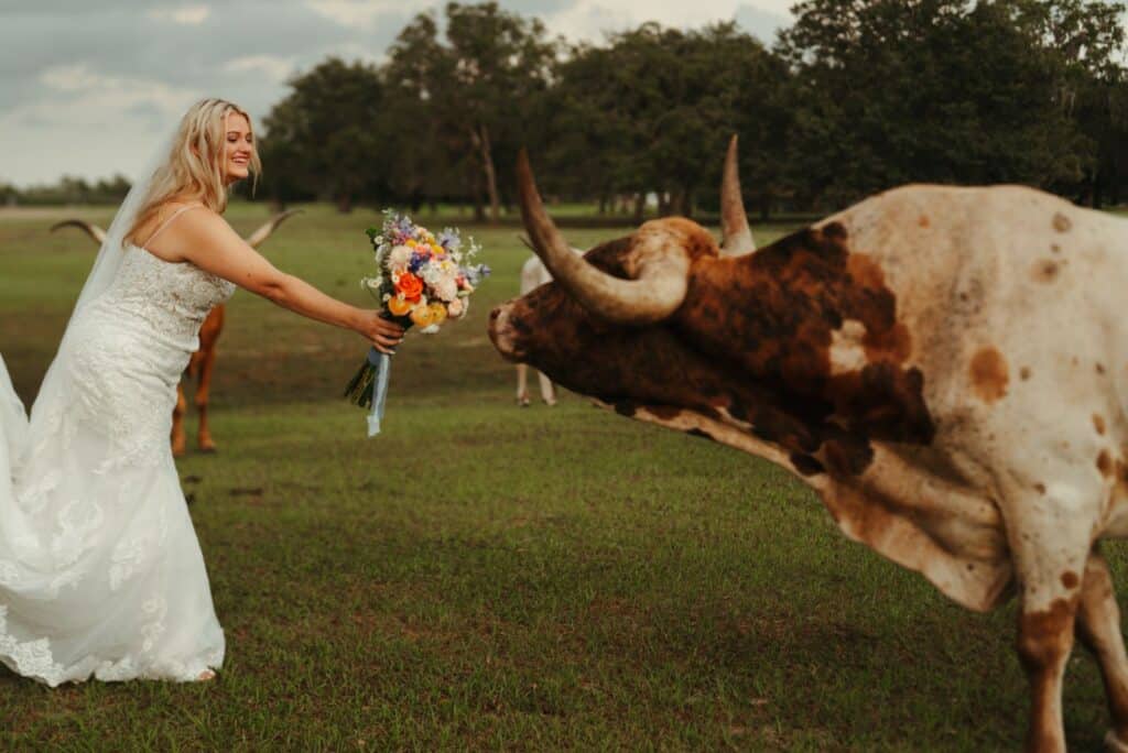 bride holding her bouquet out towards a steer, Orlando, FL