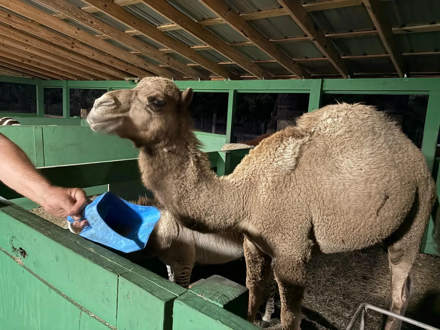 A camel being hand-fed from a blue bucket inside a barn enclosure at Ruby Oaks Events wedding venue in Central Florida, offering a unique and memorable animal experience for couples and guests
