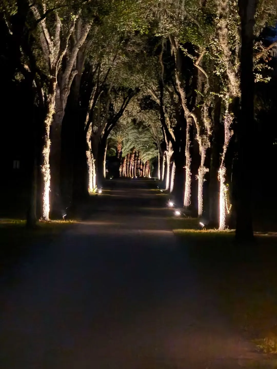 Tree-lined driveway illuminated by uplighting at night at Ruby Oaks Events wedding venue in Central Florida, creating an elegant canopy entrance for weddings