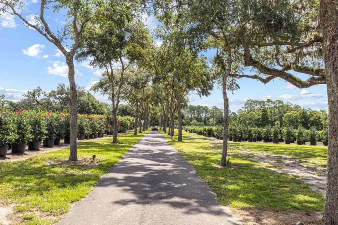 Tree-lined driveway entrance at Ruby Oaks Events wedding venue in Central Florida, flanked by lush oak trees and potted flowering plants on manicured green lawns