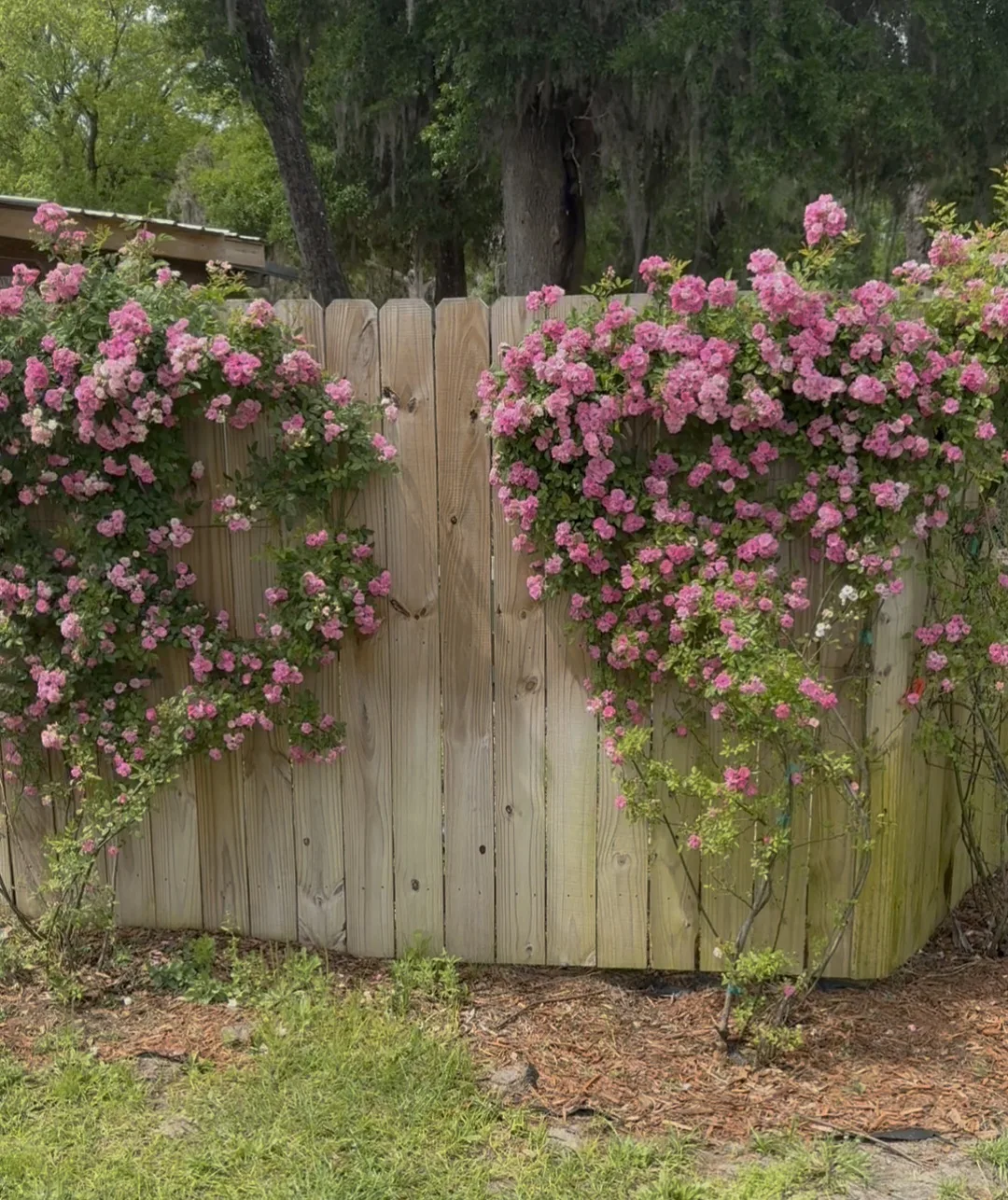 Climbing pink roses in full bloom cascading over a wooden privacy fence at Ruby Oaks Events garden wedding venue in Central Florida