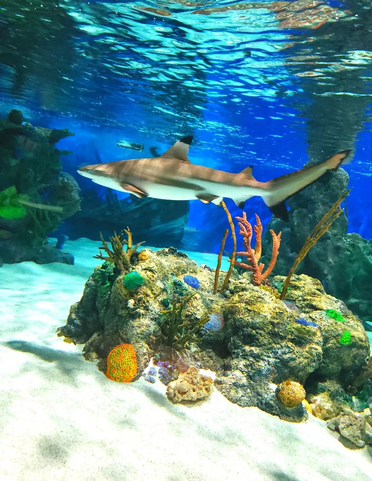 Daytona Aquarium and Rainforest Adventure