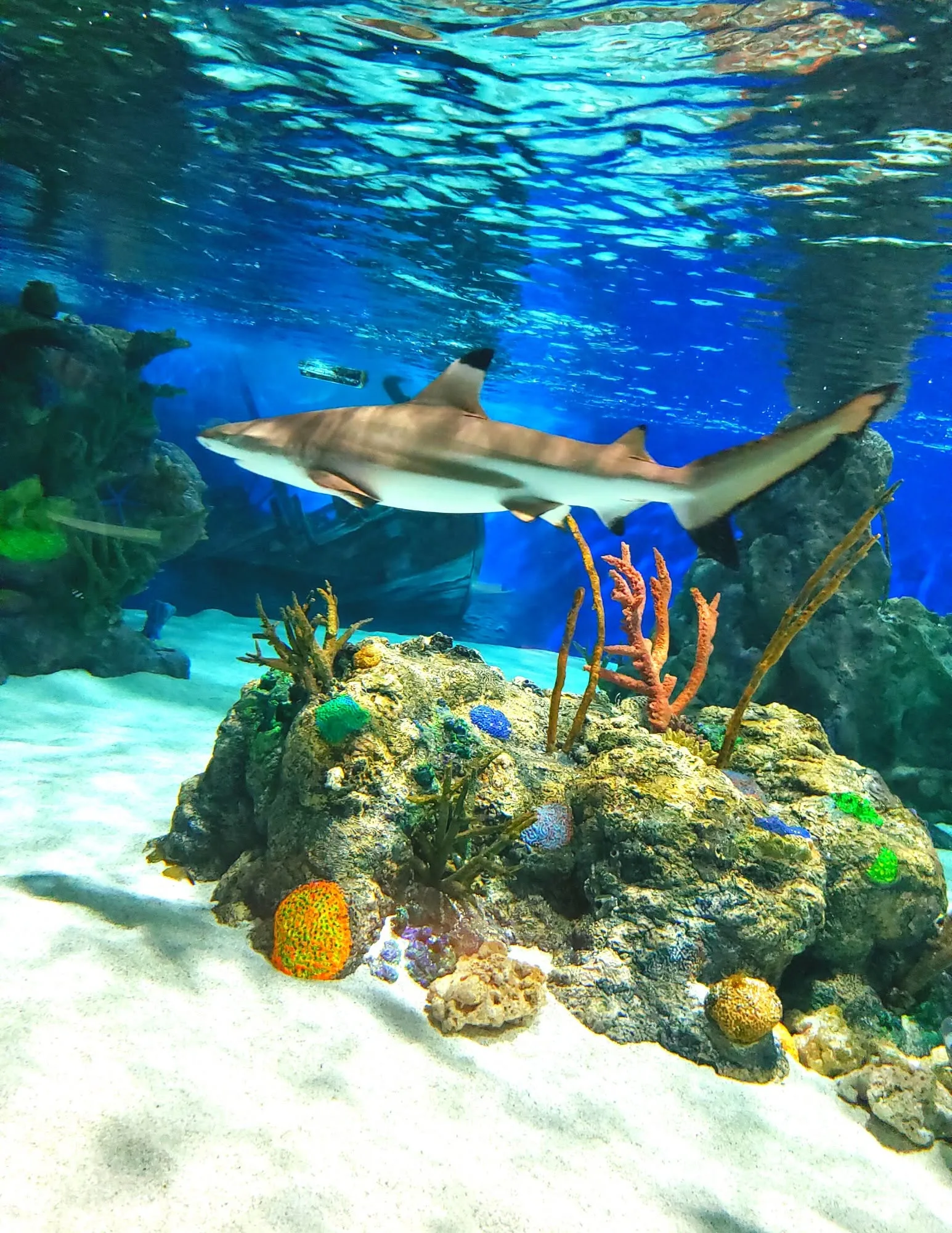 daytona-aquarium-and-rainforest-adventure-4eccc1fc