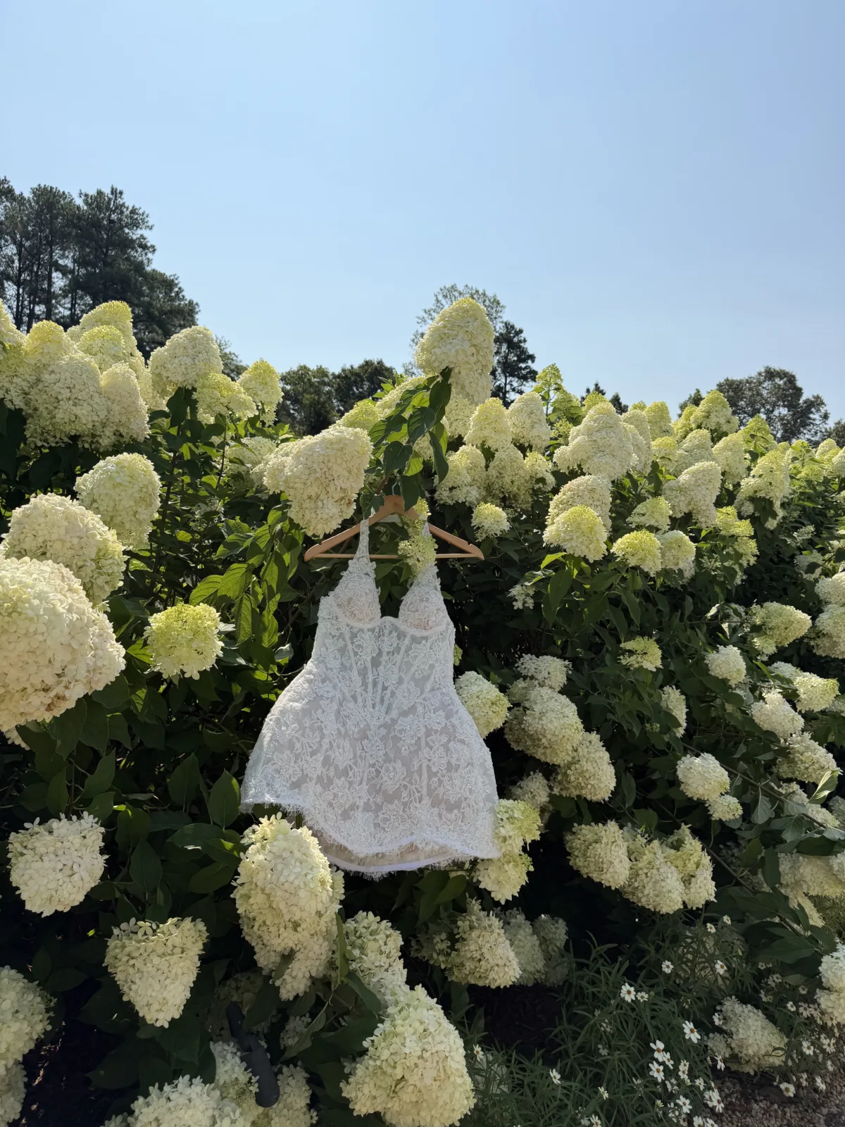 White lace bridal slip dress hanging on a wooden hanger among blooming white hydrangea bushes in an outdoor garden setting in Central Florida
