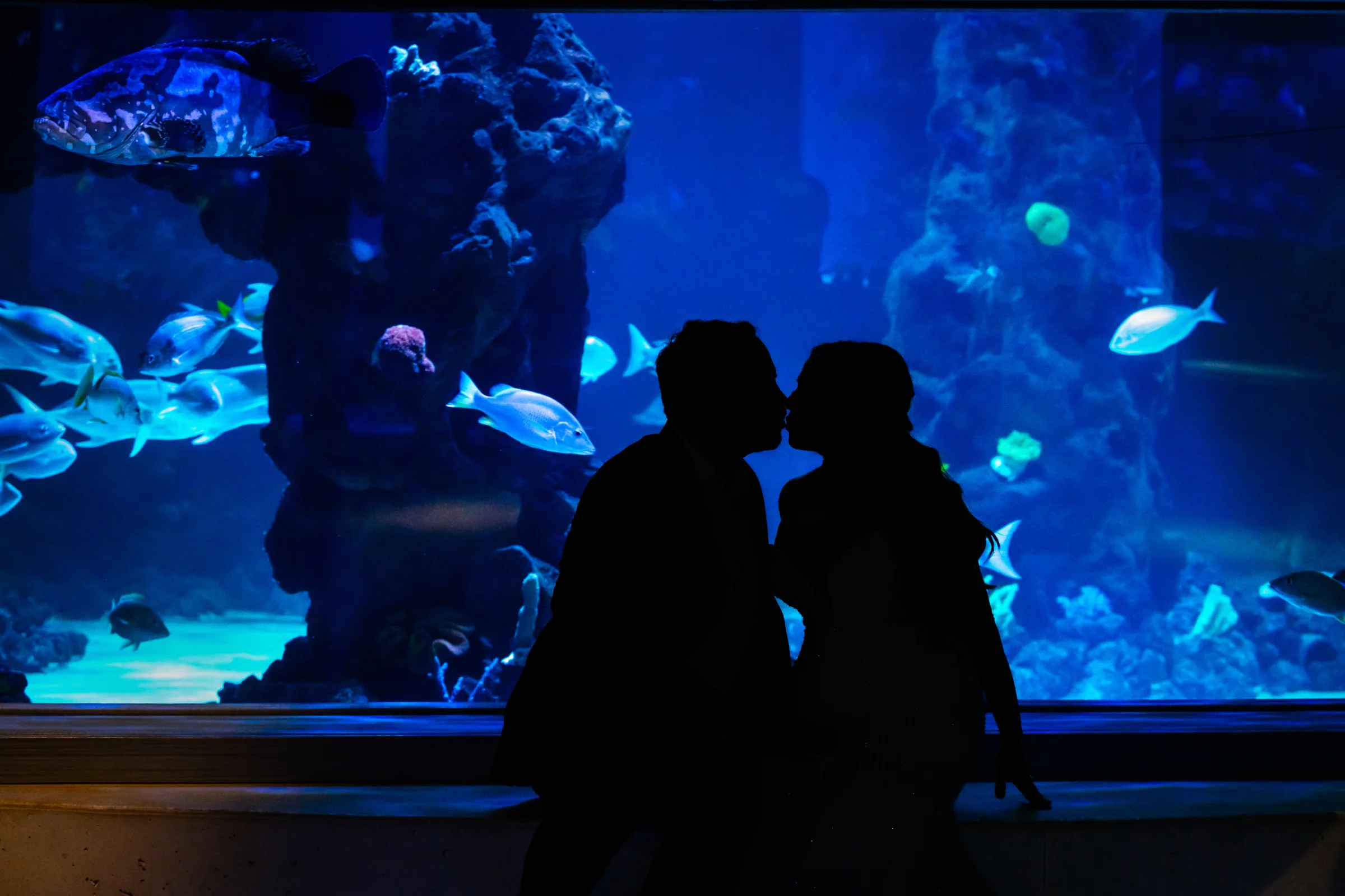 Romantic silhouette of a couple kissing in front of a glowing blue fish tank filled with tropical fish at Daytona Aquarium, an alternative and colorful wedding venue in Daytona Beach Florida