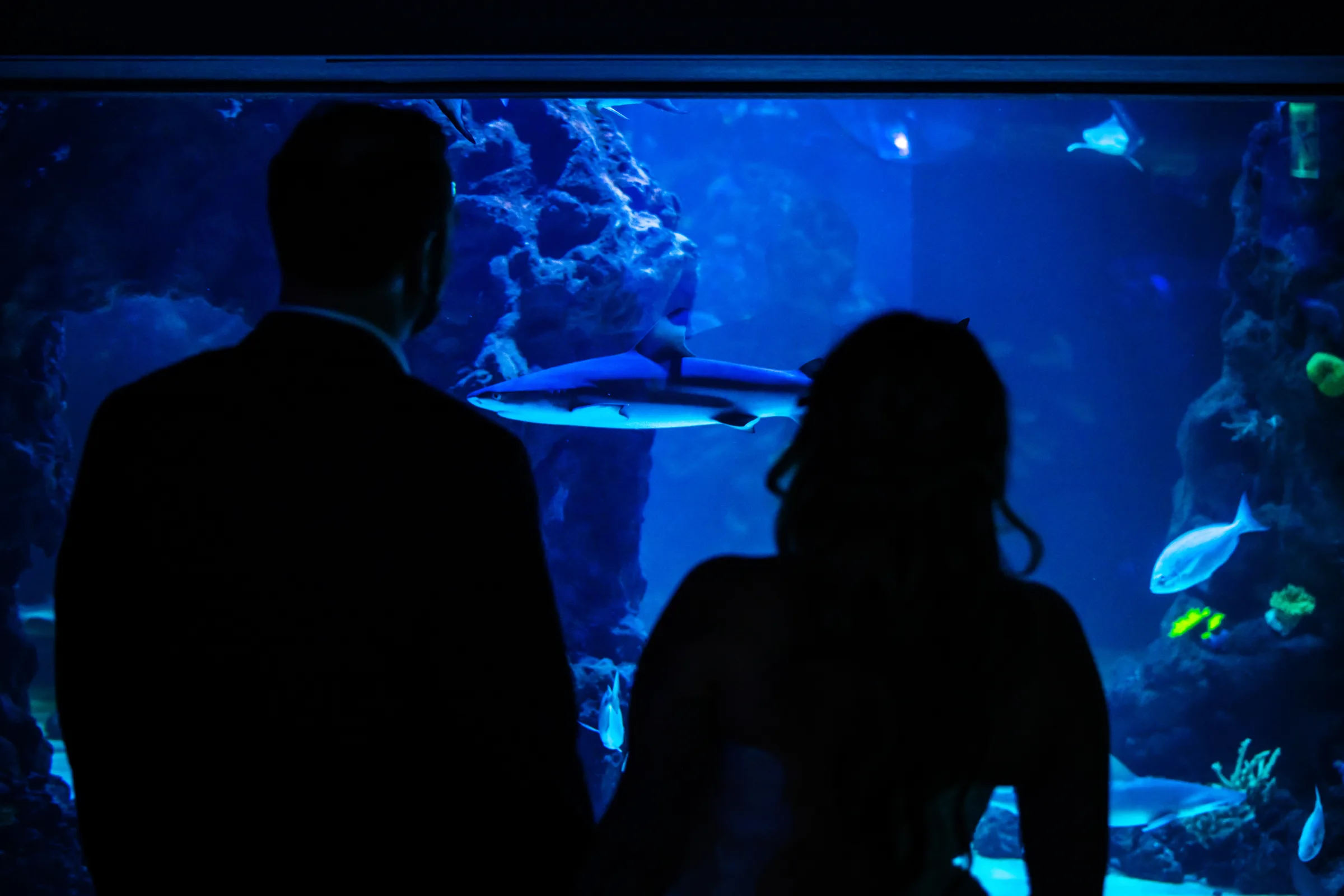 Couple silhouetted against the glowing blue aquarium tank with sharks and tropical fish swimming by during a styled wedding shoot at Daytona Aquarium in Daytona Beach Florida