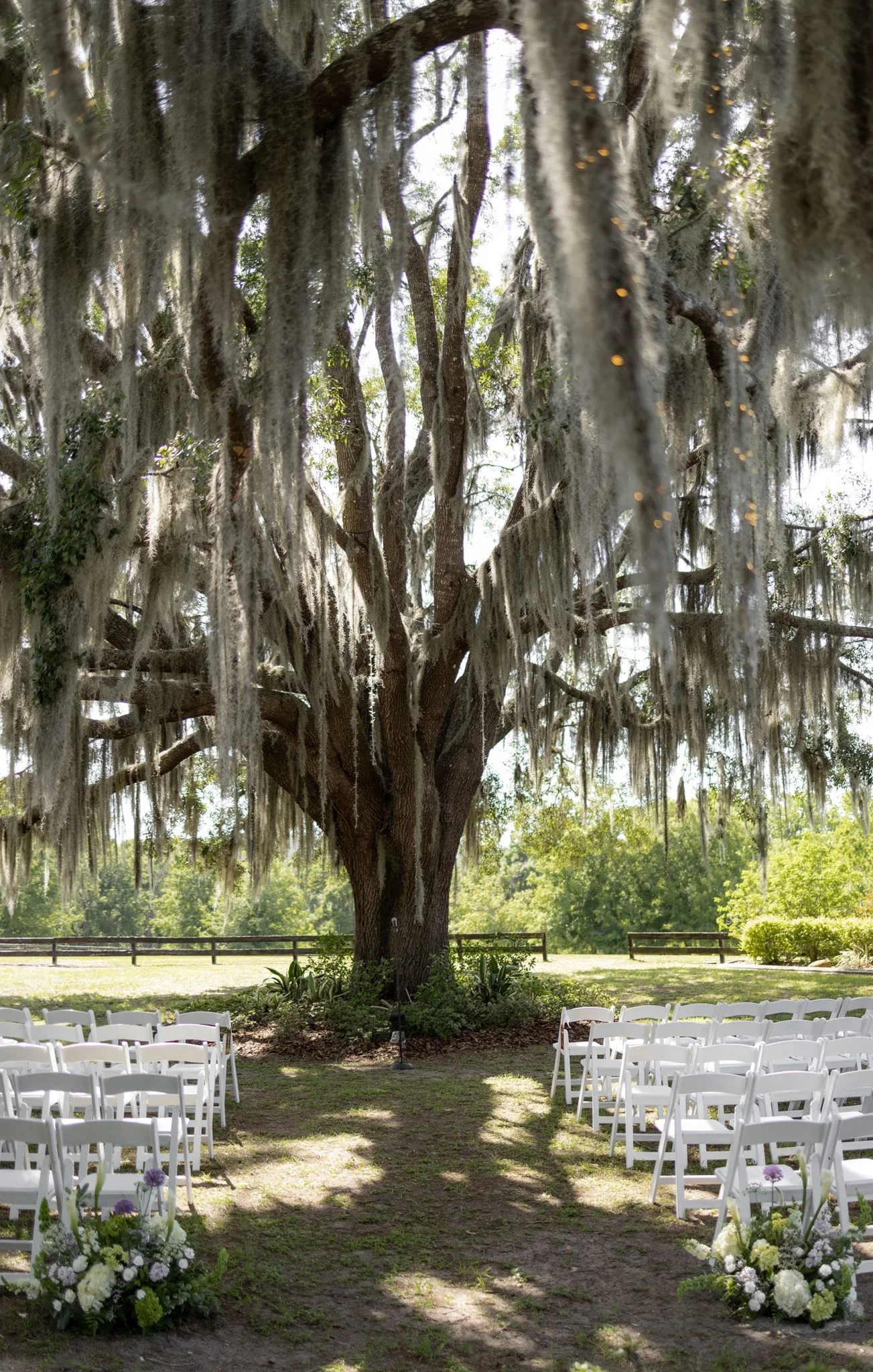 lilac ivory wedding ceremony live oak la hacienda - An Elegant Lilac and Ivory Wedding at La Hacienda on Snow Hill Outdoor lilac and ivory wedding ceremony setup with white folding chairs and floral arrangements lining the aisle beneath a massive Spanish moss-draped live oak tree at La Hacienda on Snow Hill in Central Florida